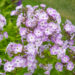 Phlox paniculata `Katherine` aed-leeklill