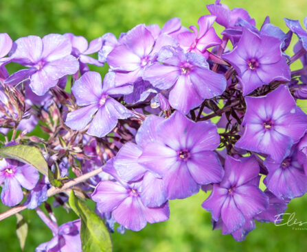 Phlox paniculata `Blue Paradise` aed-leeklill (1)