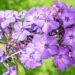 Phlox paniculata `Blue Paradise` aed-leeklill (1)