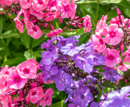 Phlox paniculata `Blue Paradise` ja `Larissa` aed-leeklill (2)