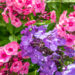 Phlox paniculata `Blue Paradise` ja `Larissa` aed-leeklill (2)