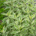 Phlox paniculata `Creme de la Menthe` aed-leeklill