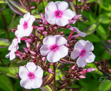 Phlox paniculata `Bright Eyes` aed-leeklill