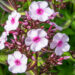 Phlox paniculata `Bright Eyes` aed-leeklill