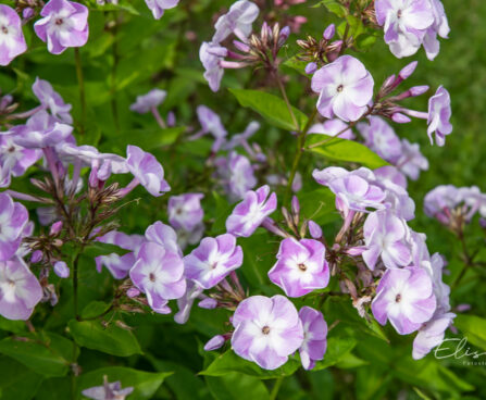 Phlox paniculata `Katherine` aed-leeklill