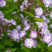 Phlox paniculata `Katherine` aed-leeklill