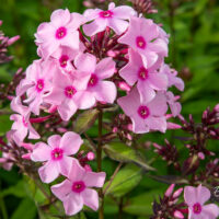 Phlox paniculata `Sweet Summer Melody` aed-leeklill