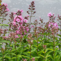 Phlox paniculata `Sweet Summer Favorite` aed-leeklill