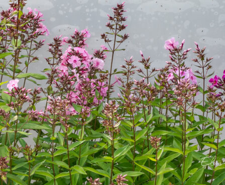 Phlox paniculata `Sweet Summer Favorite` aed-leeklill