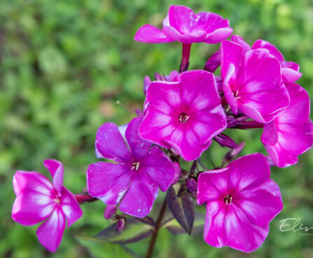 Phlox paniculata `Sweet Summer Surprise` aed-leeklill