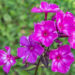 Phlox paniculata `Sweet Summer Surprise` aed-leeklill