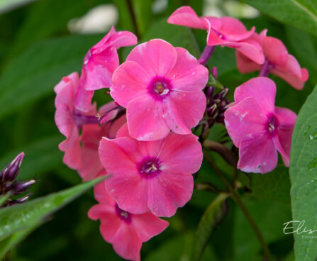 Phlox paniculata `Sweet Summer Dream` aed-leeklill