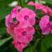 Phlox paniculata `Sweet Summer Dream` aed-leeklill