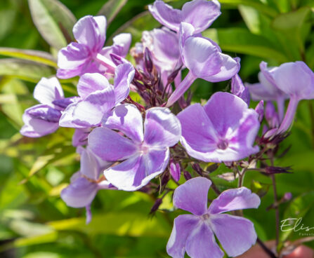 Phlox paniculata `Frans Schubert` aed-leeklill (1)