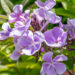 Phlox paniculata `Frans Schubert` aed-leeklill (1)