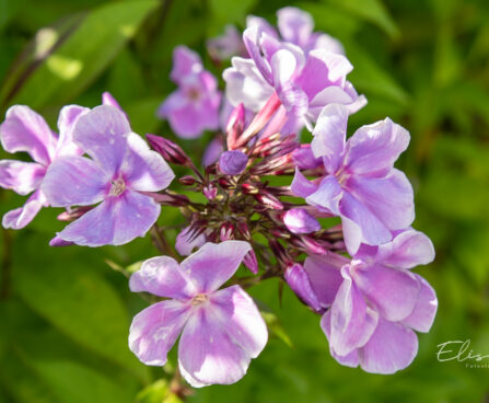 Phlox paniculata `Frans Schubert` aed-leeklill (2)