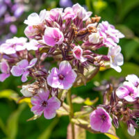 Phlox paniculata `Sherbet Blend` aed-leeklill