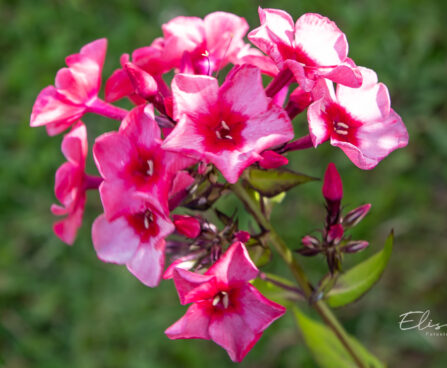 Phlox paniculata `Red Caribbean` aed-leeklill