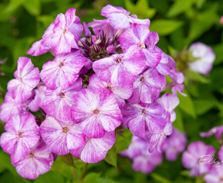 Phlox paniculata `Freckle Blue Shades` aed-leeklill