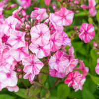 Phlox paniculata `Freckle Red Shades` aed-leeklill