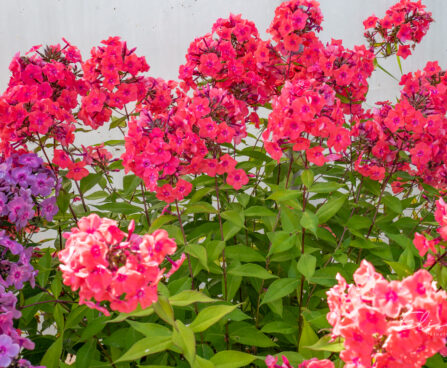 Phlox paniculata `Watermelon Punch` aed-leeklill (2)