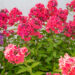 Phlox paniculata `Watermelon Punch` aed-leeklill (2)