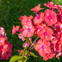 Phlox paniculata `Watermelon Punch` aed-leeklill (1)