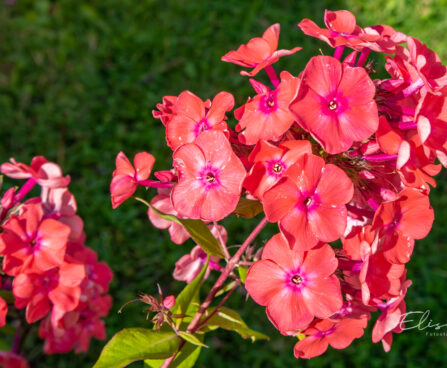 Phlox paniculata `Watermelon Punch` aed-leeklill (1)