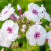 Phlox paniculata `Mike´s Favorite` aed-leeklill (1)