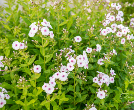 Phlox paniculata `Mike´s Favorite` aed-leeklill (2)