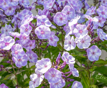 Phlox paniculata `Younique Old Blue` aed-leeklill (1)