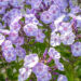 Phlox paniculata `Younique Old Blue` aed-leeklill (1)