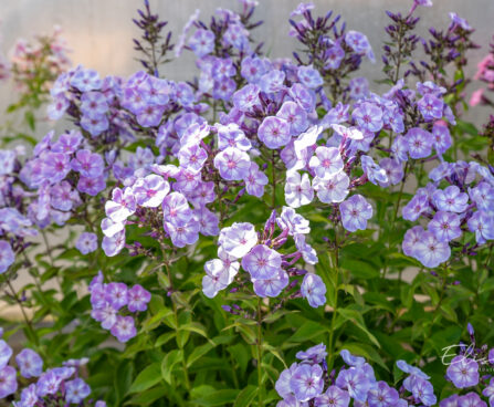 Phlox paniculata `Younique Old Blue` aed-leeklill (2)