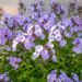 Phlox paniculata `Younique Old Blue` aed-leeklill (2)