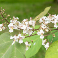 Catalpa, trompetipuu (2)