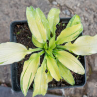 Hosta `Ripple Effect`