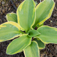 Hosta `School Mouse`