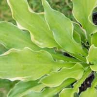 Hosta `Shadowland Wheee!`