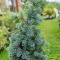 Pseudotsuga menziesii `Blue Wonder` ebatsuuga (2)