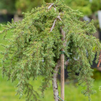 Juniperus communis `Greenmantle` harilik kadakas (3)