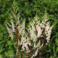 Astilbe bumalda nõrga talu