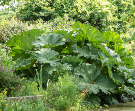 Gunnera manicata brasiilia gunnera