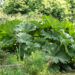 Gunnera manicata brasiilia gunnera