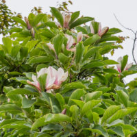 Magnolia x soulangeana Soulange`i magnoolia