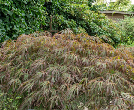 Acer palmatum Dissectum kämmalvaher