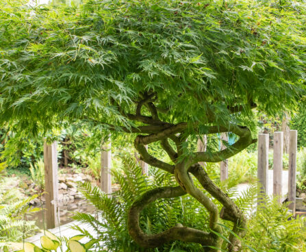 Acer palmatum Dissectum kämmalvaher (2)