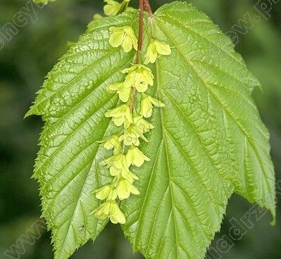 Acer pensylvanicum pensilvaania vaher Photo Szmit