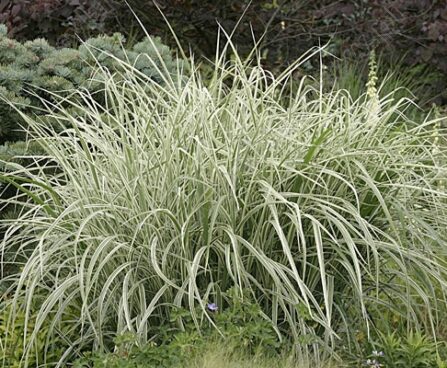 Miscanthus sinensis `Variegatus` hiina siidpööris Photo Szmit