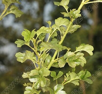 Alnus glutinosa `Incisa` must lepp Photo Szmit