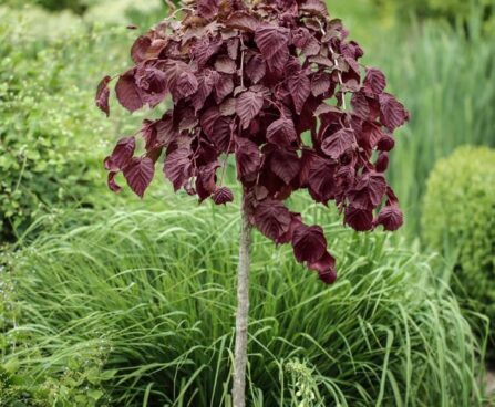 Corylus avellana Purple Umbrella harilik sarapuu Photo Szmit